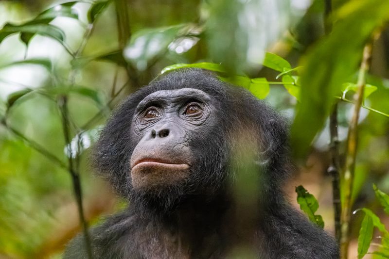 Bonobo in the wild 21/22 - Christian Ziegler - Photojournalist